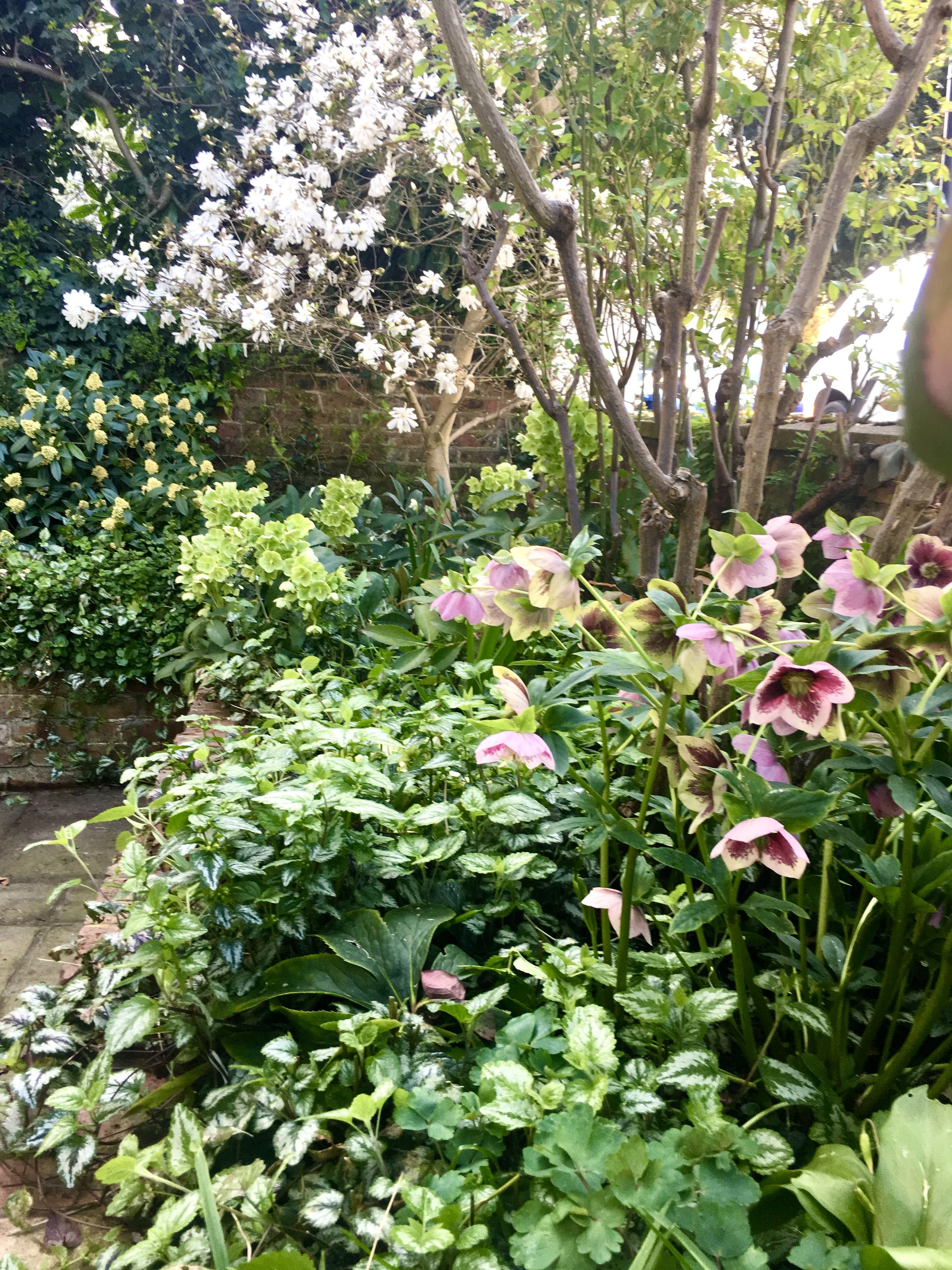 walled-garden3.jpeg
