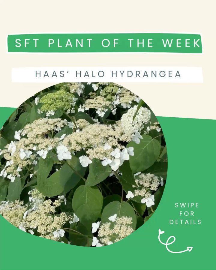 Summerfield Trading Plant of the Week :: Haas&rsquo; Halo Hydrangea

Happy Pollinator Week! There&rsquo;s no better time to shine a light on a garden favorite that&rsquo;s as beautiful as it is beneficial: the Hydrangea arborescens &lsquo;Haas&rsquo;