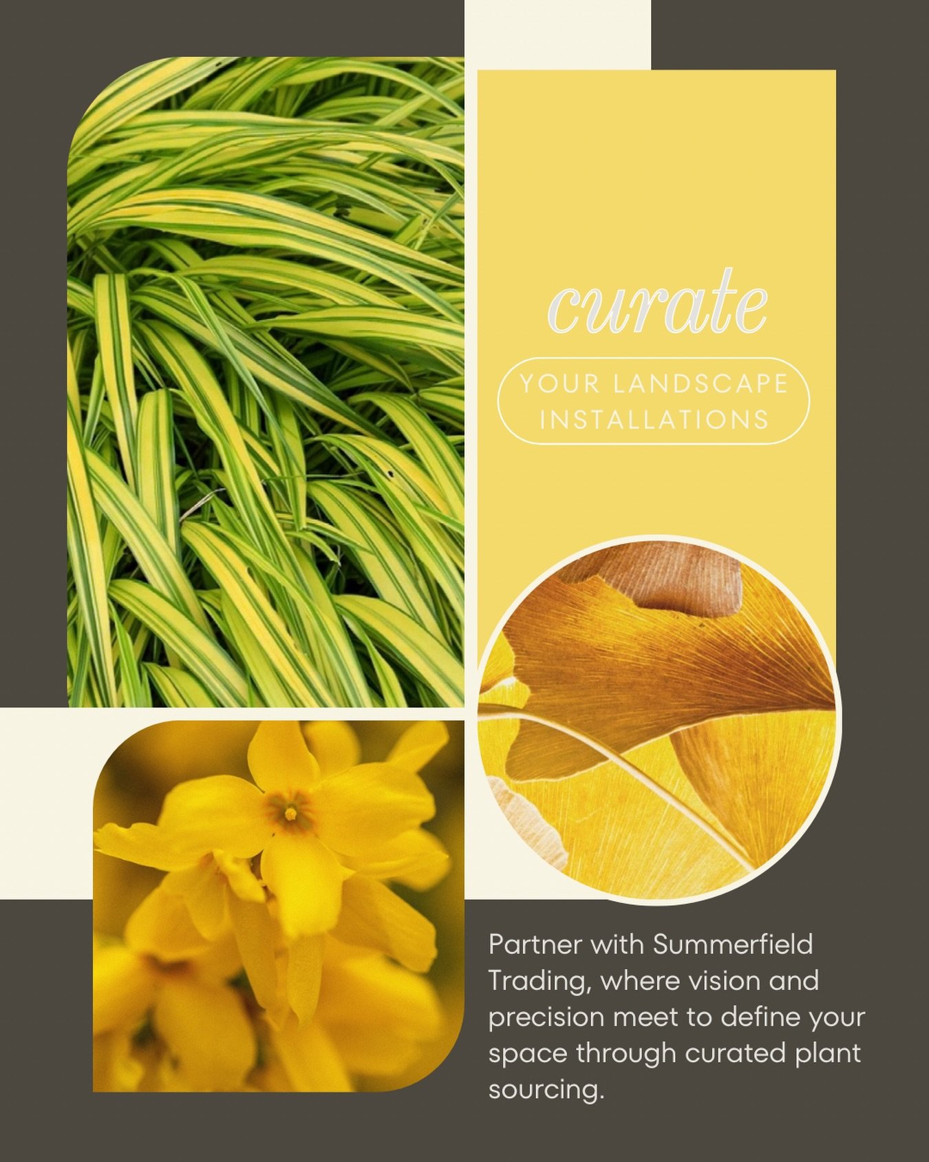 Thoughtful sourcing is the foundation of every great installation.

Partner with Summerfield Trading for a plant sourcing service rooted in horticultural expertise and seamless logistics management. 

With access to a vast network of trusted growers,