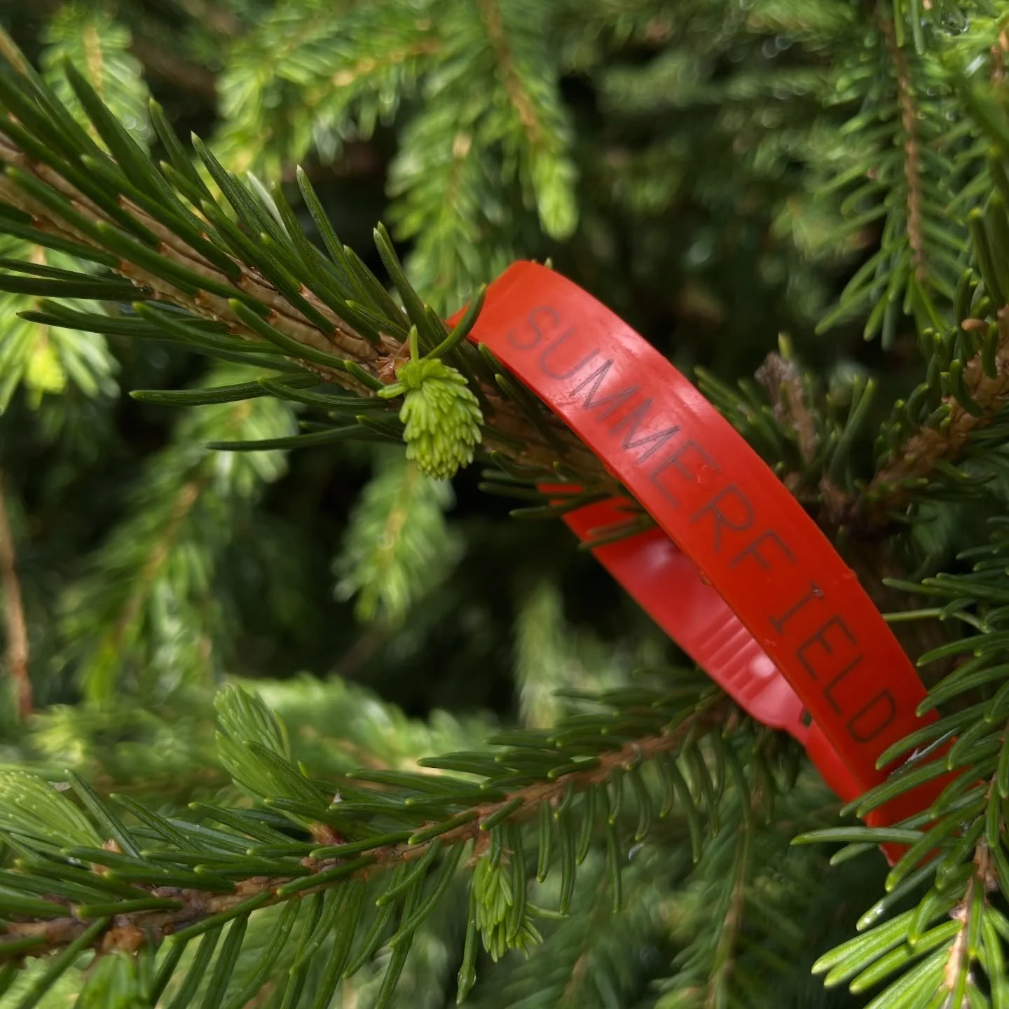 Interested in working with Summerfield Trading?

If you&rsquo;d like an introduction to Summerfield Trading and learn more about our plant procurement services, book a call through the link in bio.

Let&rsquo;s talk plants!