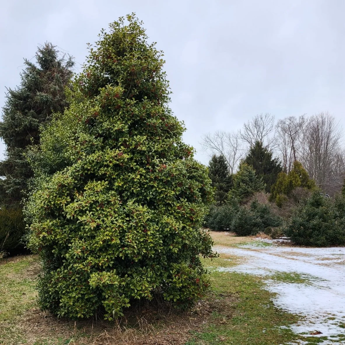 We&rsquo;re always working to find those rare specimens that make landscape projects stand out - no matter the season.

Winter is one of our favorite times to visit nurseries, tag materials, and plan ahead for the year to come. This 16&rsquo; America