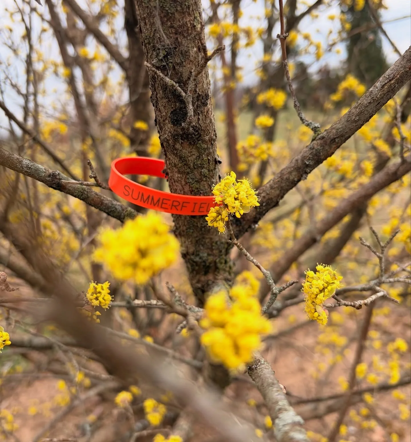 Our 2026 season is officially underway!

Our team is actively meeting with growers and hand tagging specimens for upcoming client projects. Every seal represents careful selection, strong grower relationships, and the logistics that make great landsc