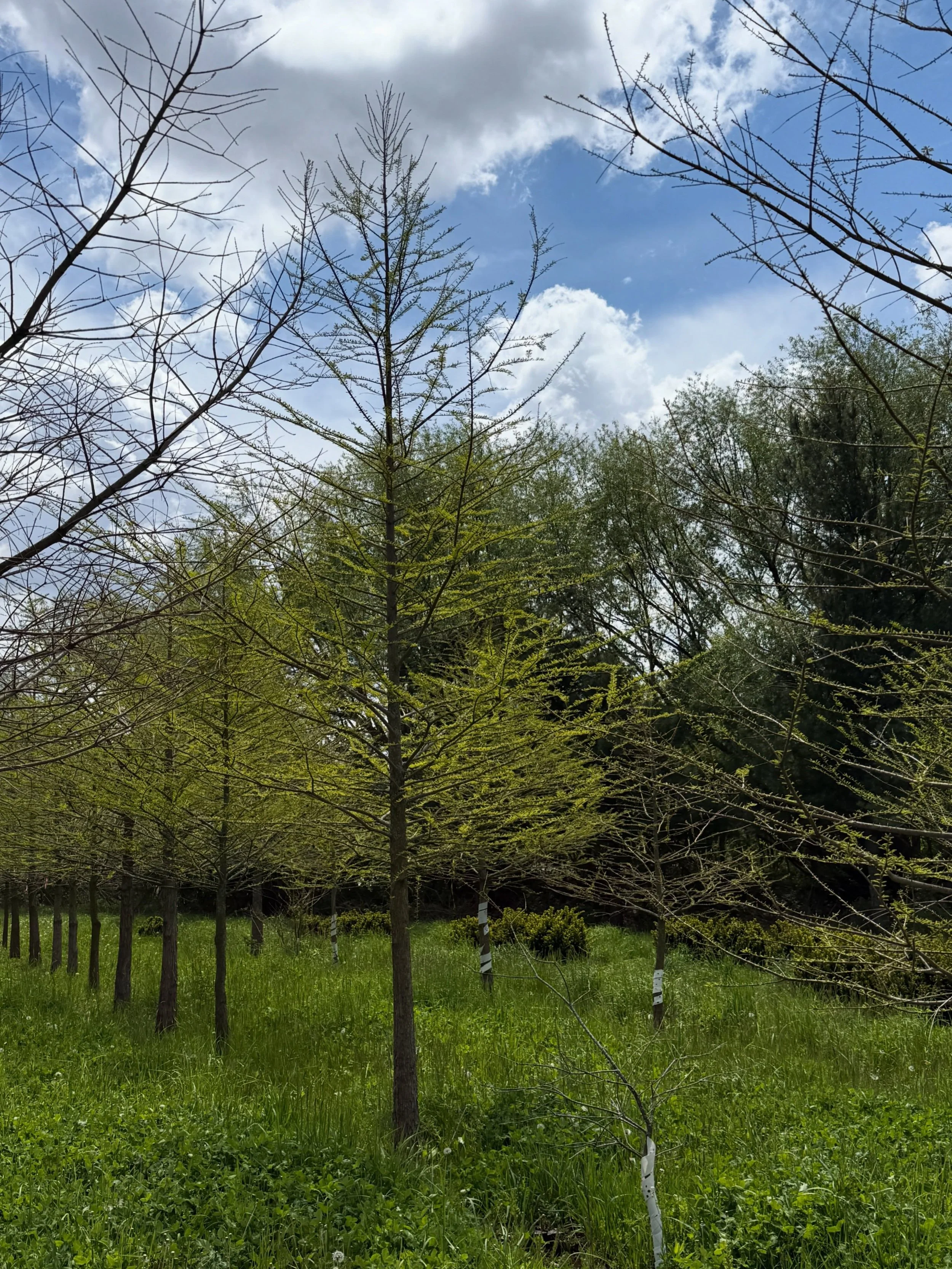 Behind every finished landscape is a procurement team putting in the work long before installation day. The team at Summerfield Trading has been busy hand selecting specimen materials for upcoming client projects - carefully evaluating structure, hea