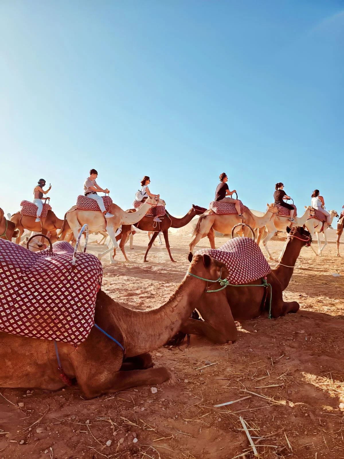 Personas viajando en camellos en un desierto, algunos usando teléfonos móviles, con cestas rojas con patrón blanco en los camellos y en el suelo, cielo despejado.