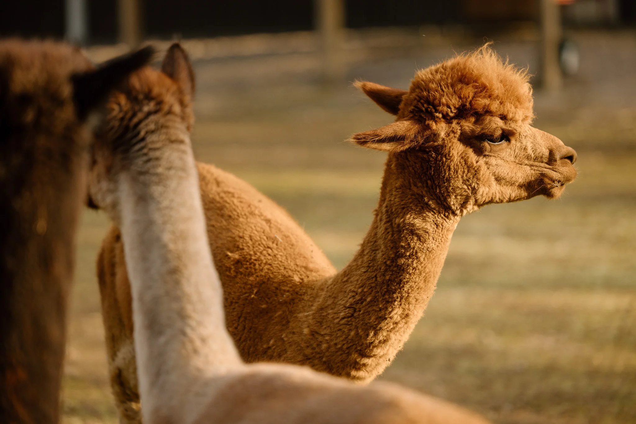 Close-up of brown alpacas on the farm at Nature's Curve — agricultural and farm brand photography by Signature Narratives, Ohio
