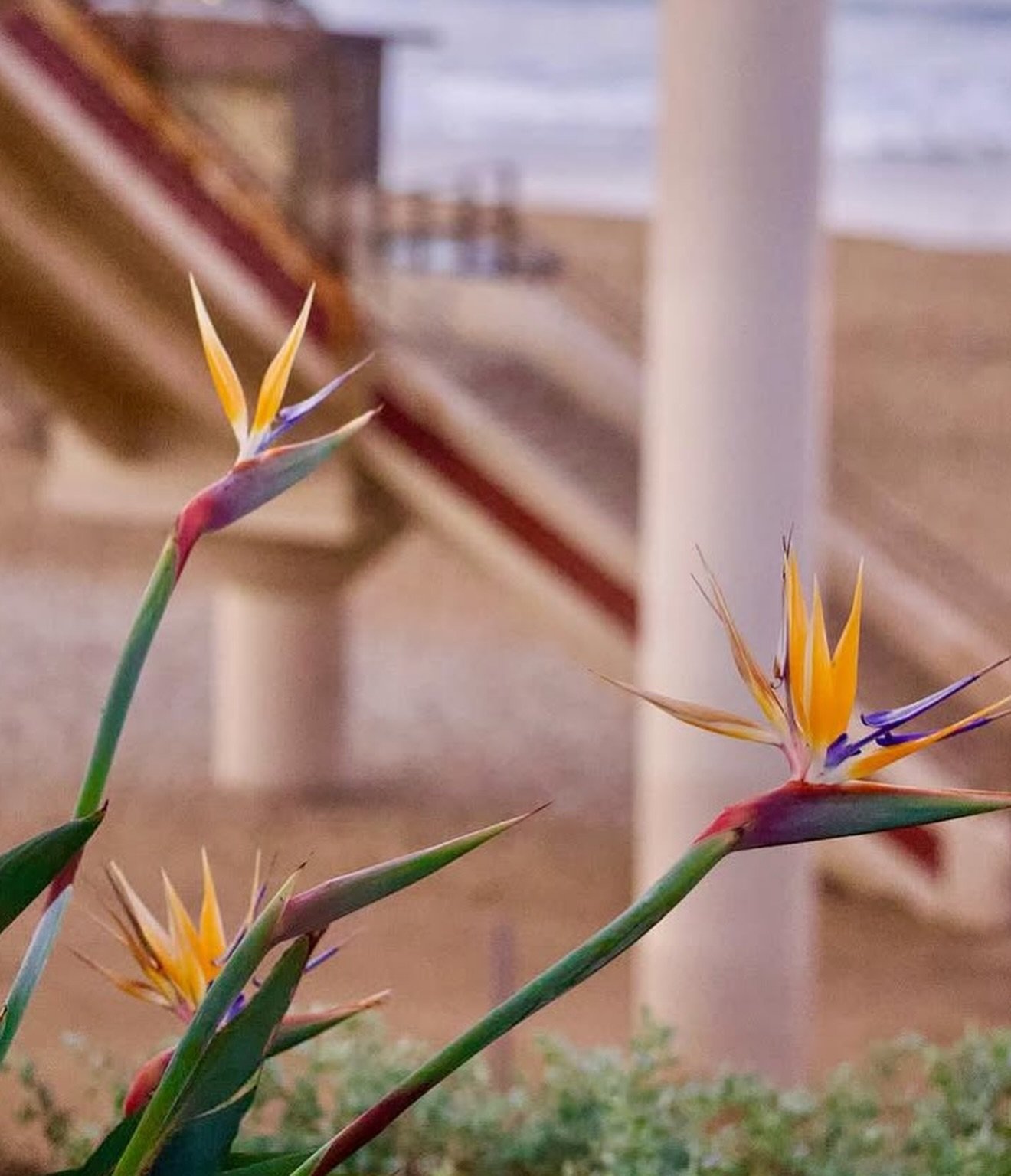 Can we take a moment to appreciate @scpiergirl&rsquo;s amazing eye for SC photography and color? Every shot she takes makes you stop the scroll.

Did you know she also has a San Clemente coloring book, @colormesanclemente, that she made with her arti