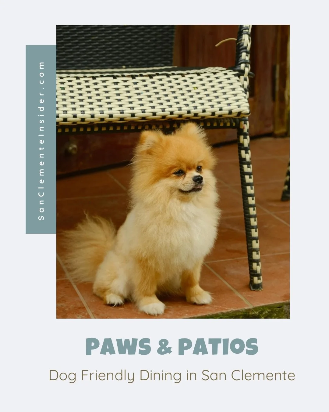 San Clemente is a dog lover&rsquo;s dream, and we&rsquo;re here for it! Your pup isn&rsquo;t just a pet, they&rsquo;re your brunch date, your adventure buddy, your ride-or-die.

Stroll down Avenida Del Mar and you&rsquo;ll spot tails wagging under ca