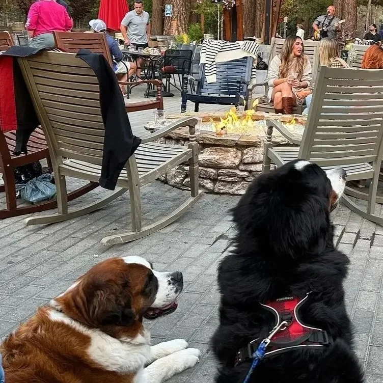 Paws &amp; Patios: Dog-Friendly Dining in&nbsp;San Clemente