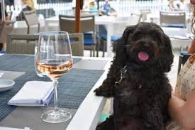 Paws &amp; Patios: Dog-Friendly Dining in&nbsp;San Clemente
