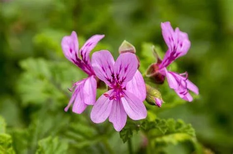 Pink geranium flowers with green leaves in background