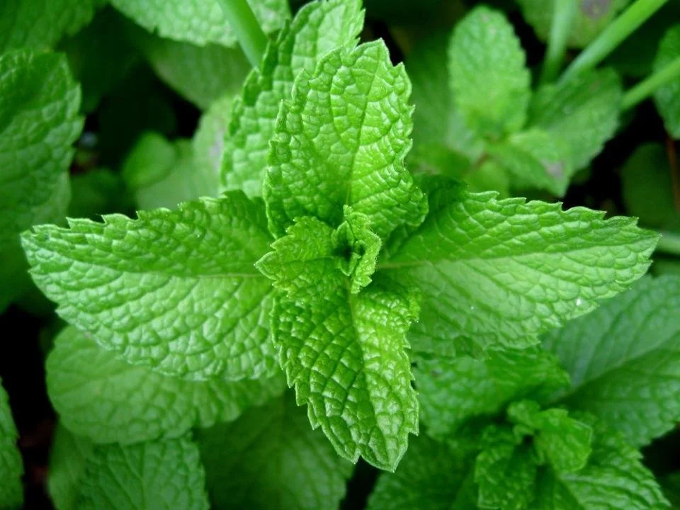 Close-up view of fresh green mint leaves with textured surface.