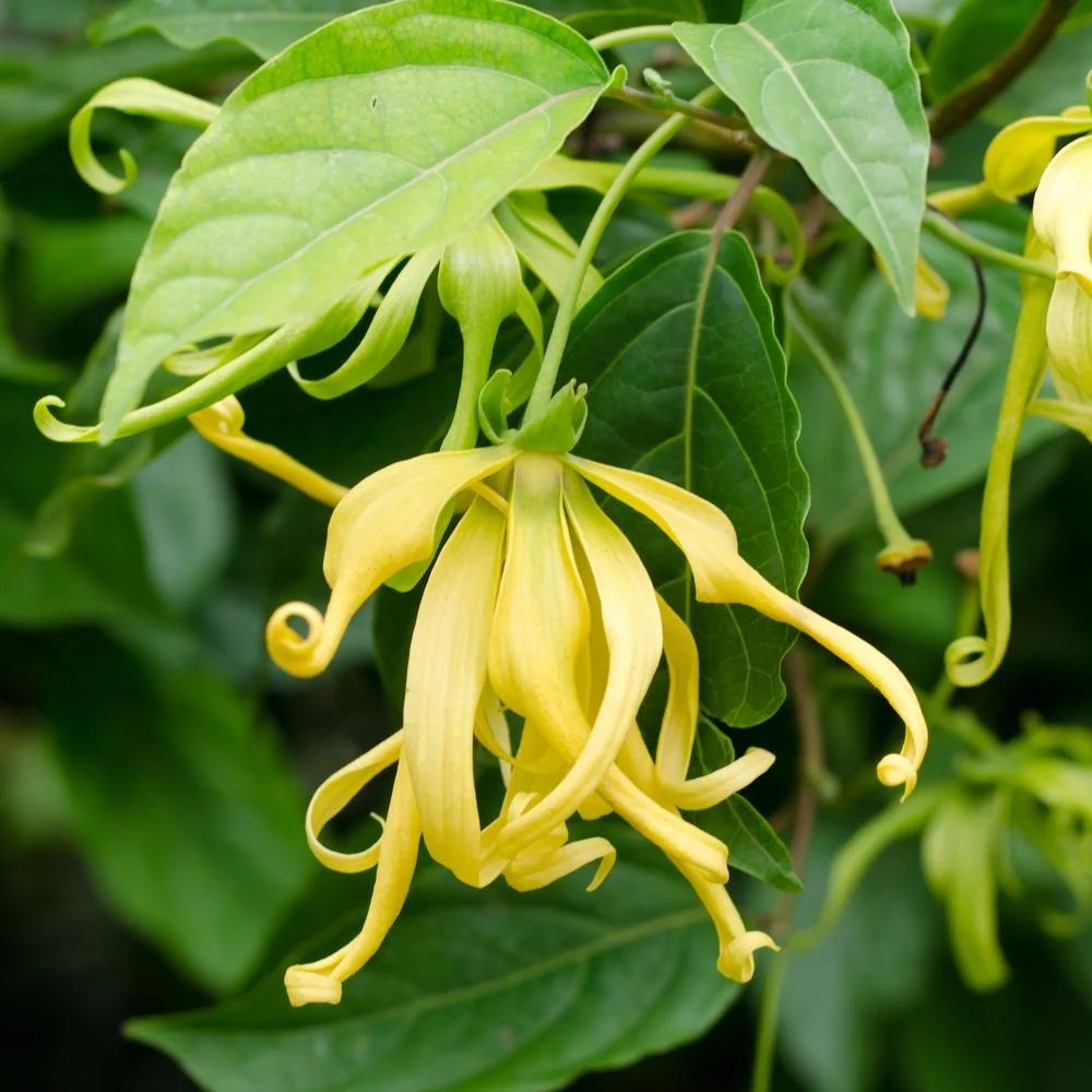 Ylang-ylang flowers with long, yellow, curling petals and green leaves.