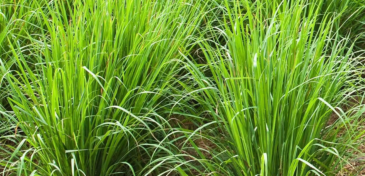 Lemongrass plants growing in a field
