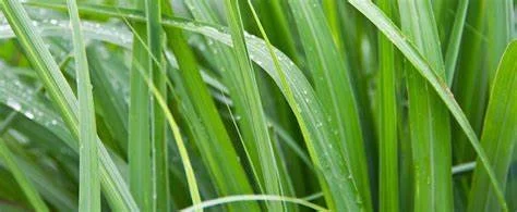 Close-up of green lemongrass stalks with dew drops.