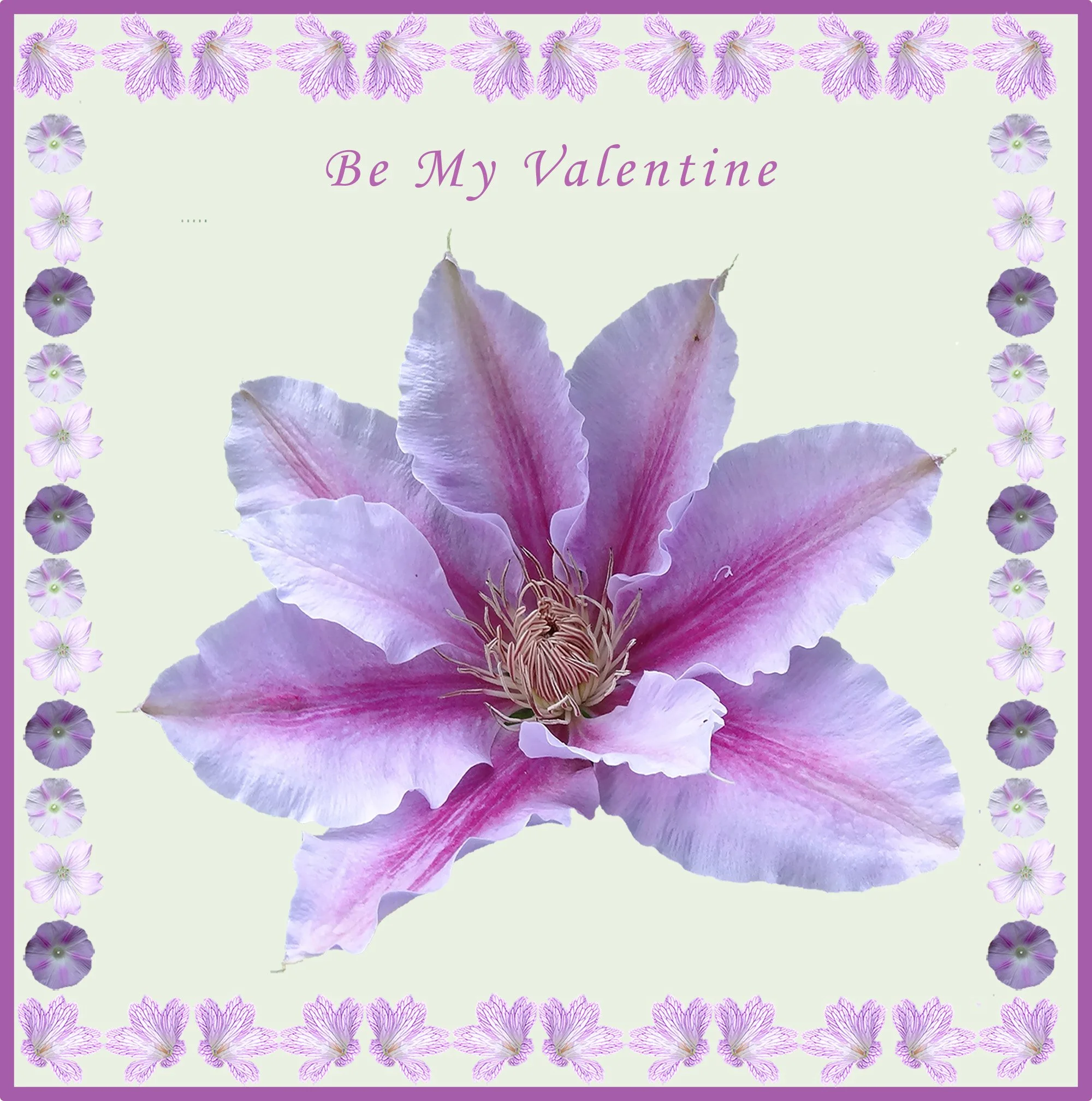 clematis_Nelly_card-V