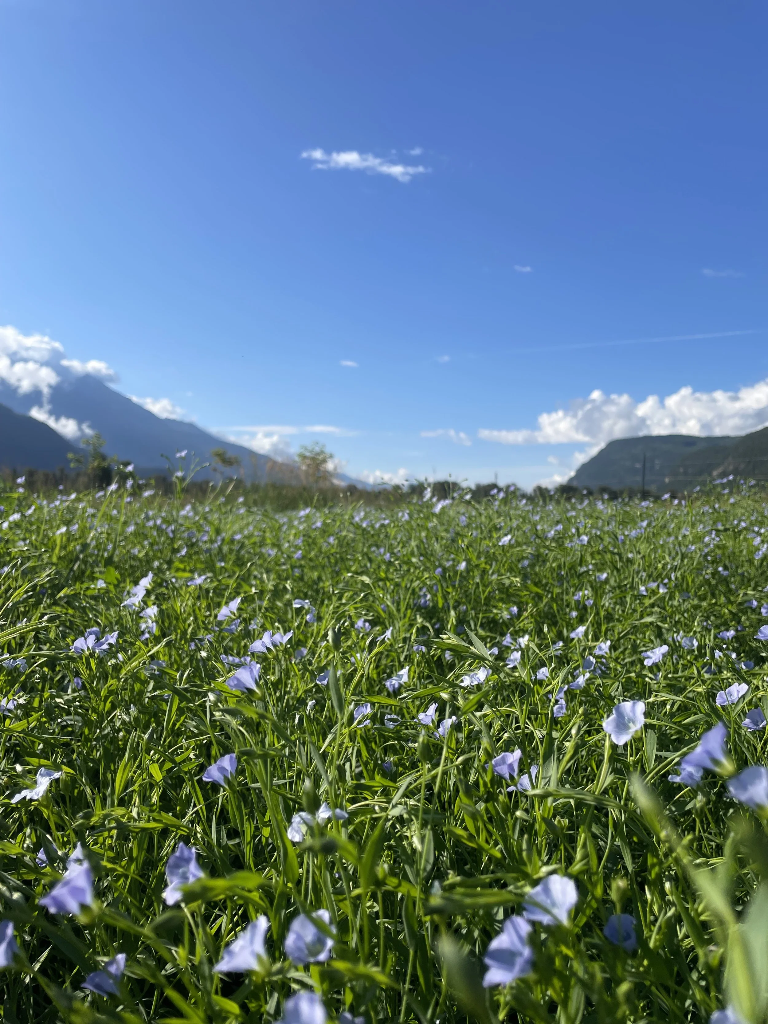 Community Flax Harvest & Potluck