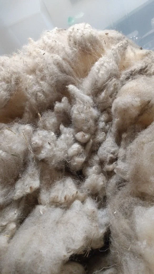 raw fleece to wash - g seifrit.jpg