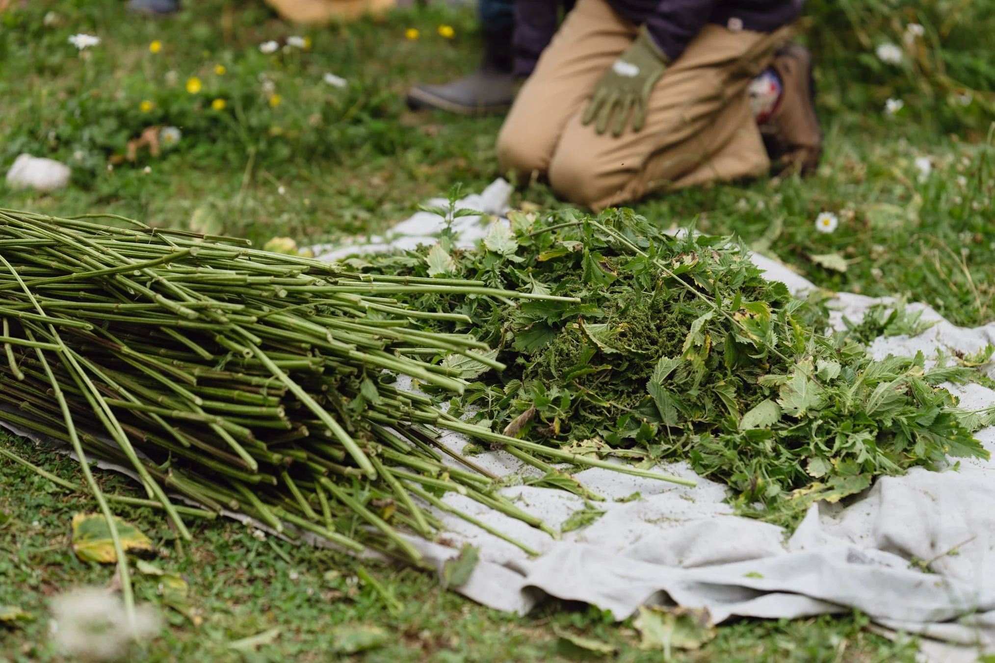 Nettle Processing 101