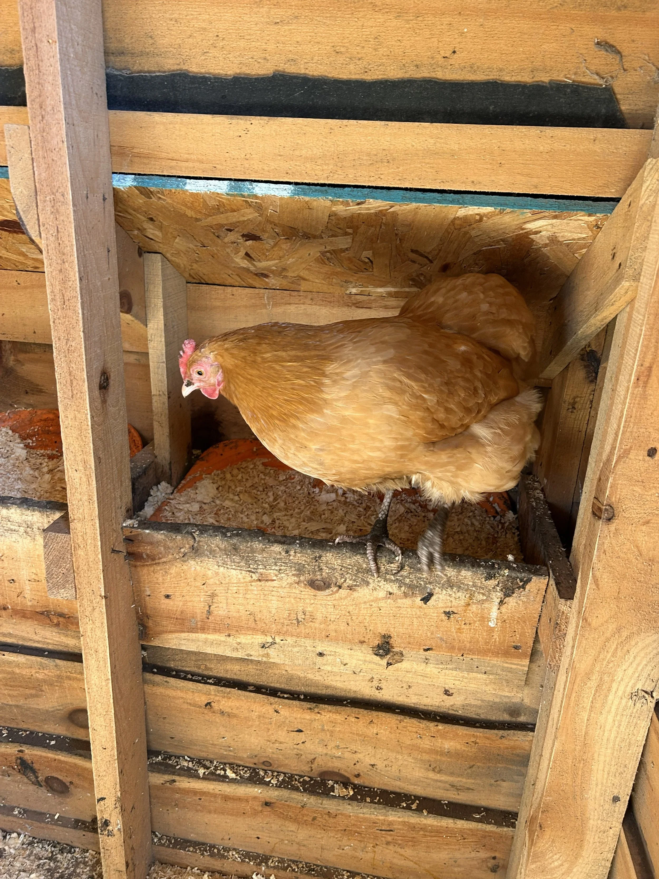 IMG_20260404_121554 (5).jpg