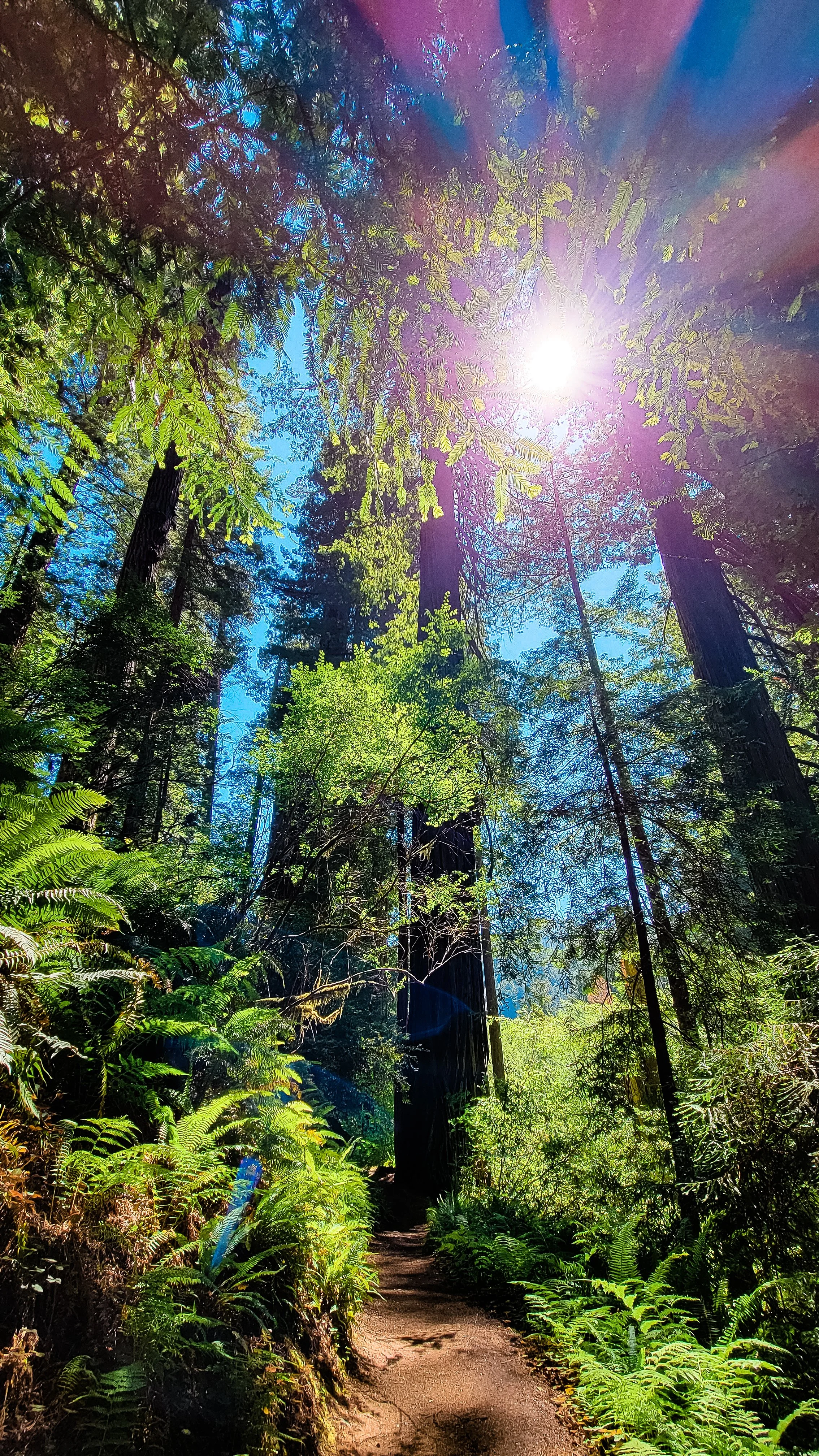 What the Redwoods Did: Why We Travel Even When It Isn't the Perfect Time