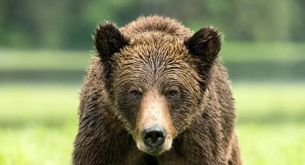 Closeup-of-a-Grizzly-Bear-in-Khutzeymateen-Sanctuary-1024x555.jpg