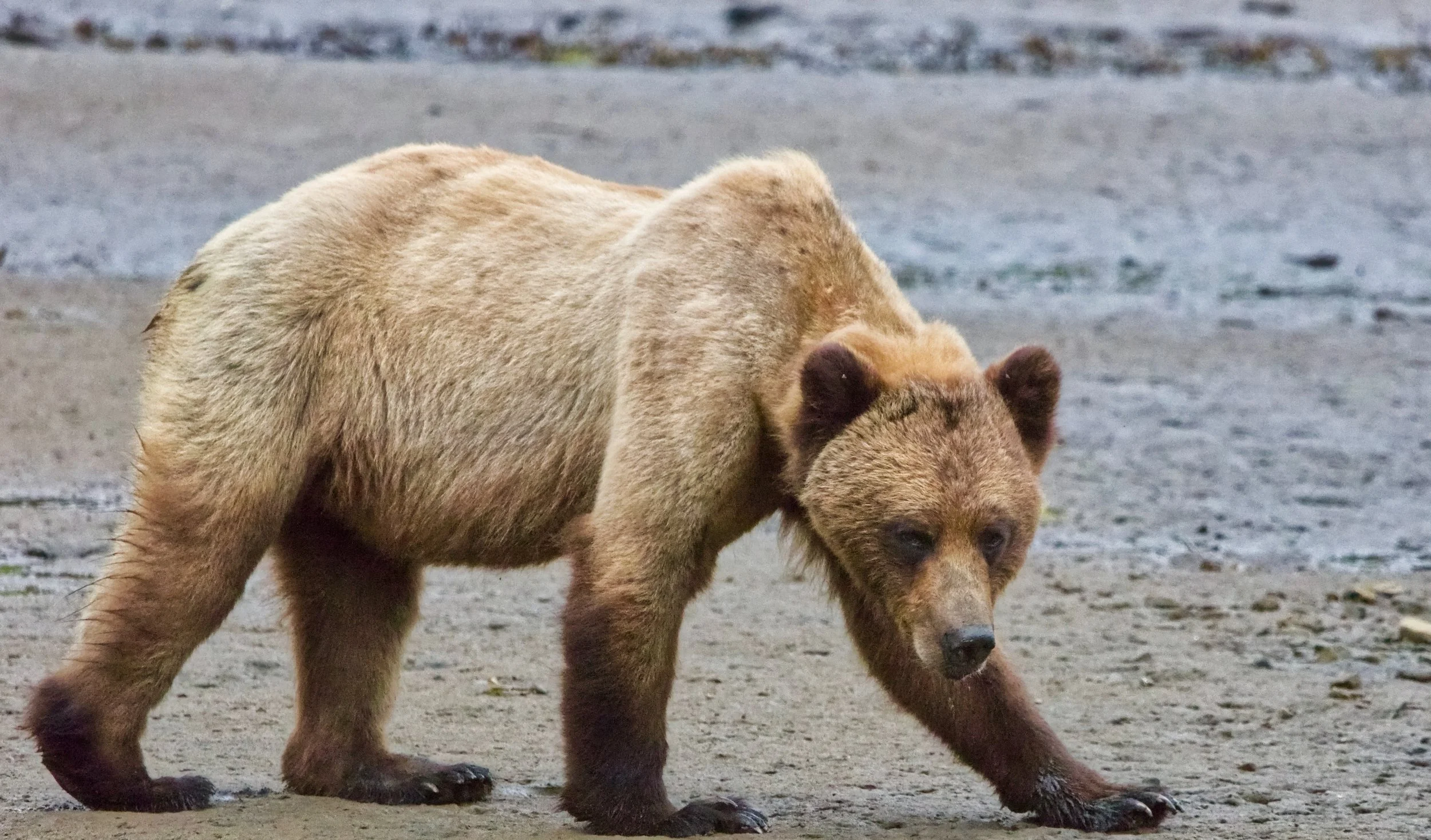Wildlife Photography on your Grizzly Expedition