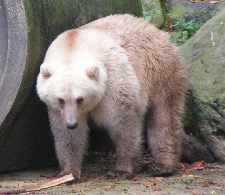 What is a Grolar Bear?