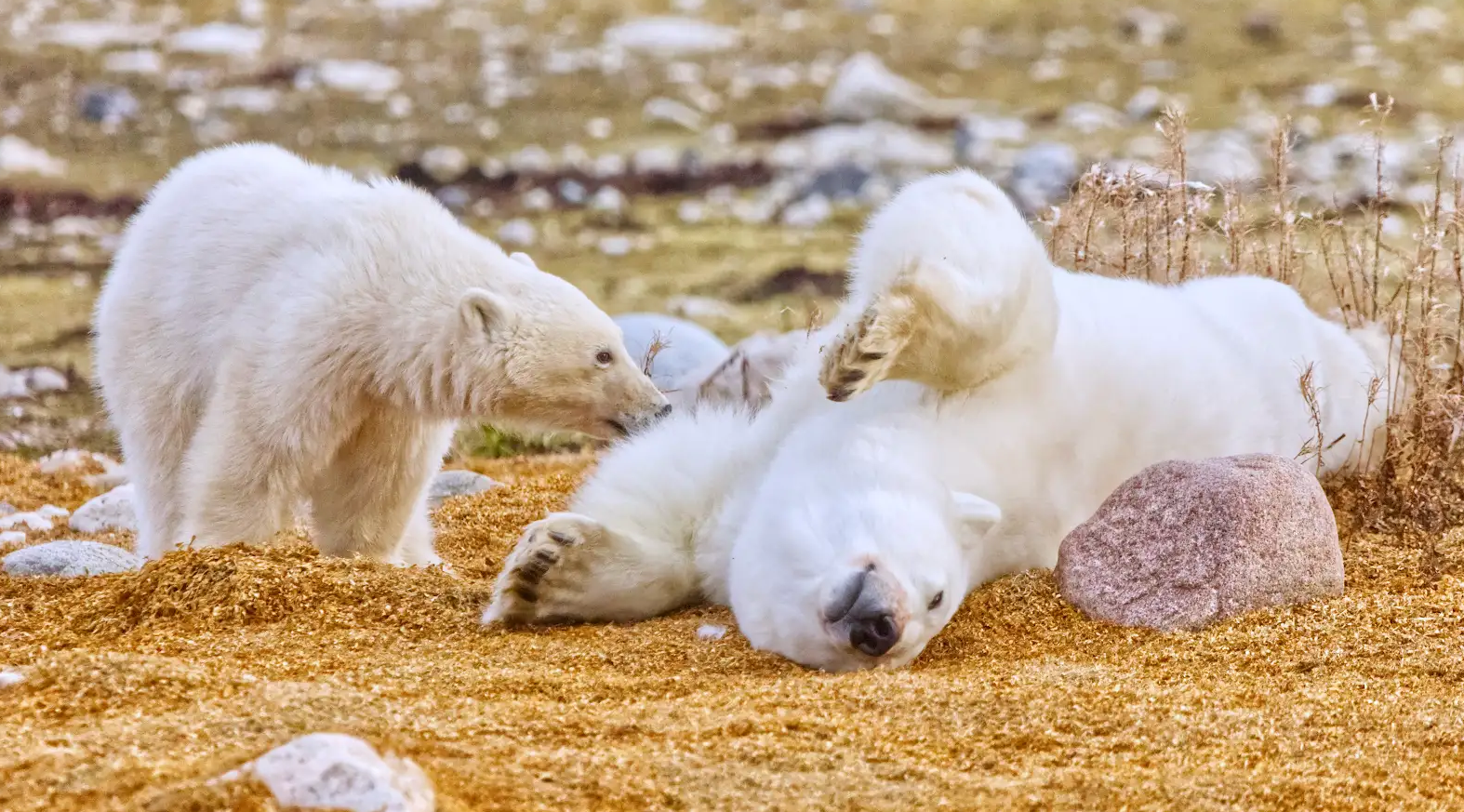 Wildlife Photography on Your Polar Bear Tour