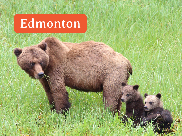 Edmonton 2026 Grizzly Bear Tours
