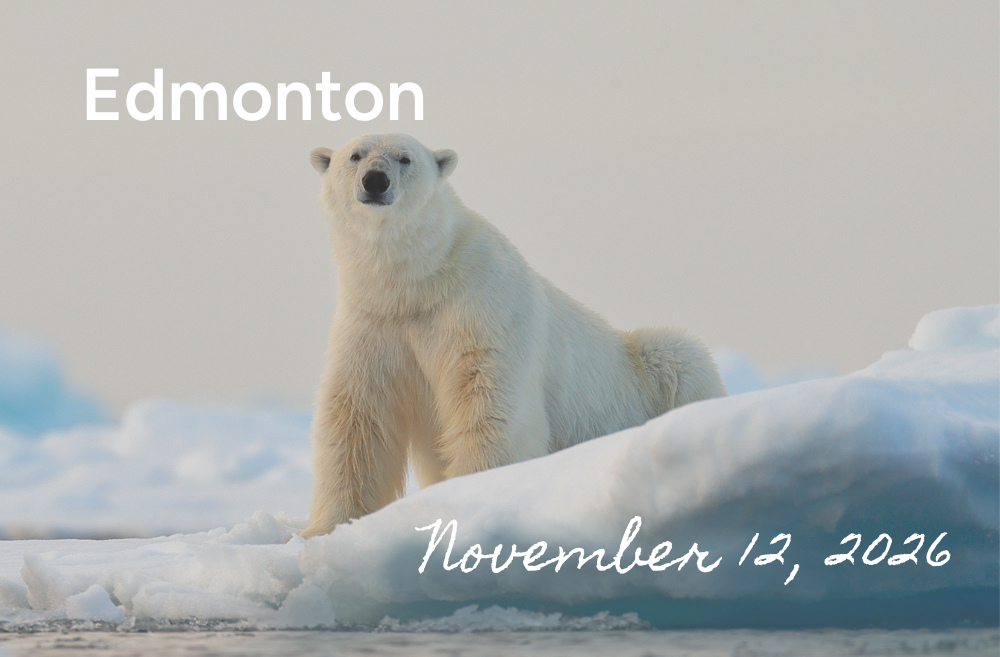 Polar Bear Safari Departing from Edmonton, November 12, 2026