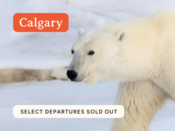 Calgary Departure Polar Bear Tours