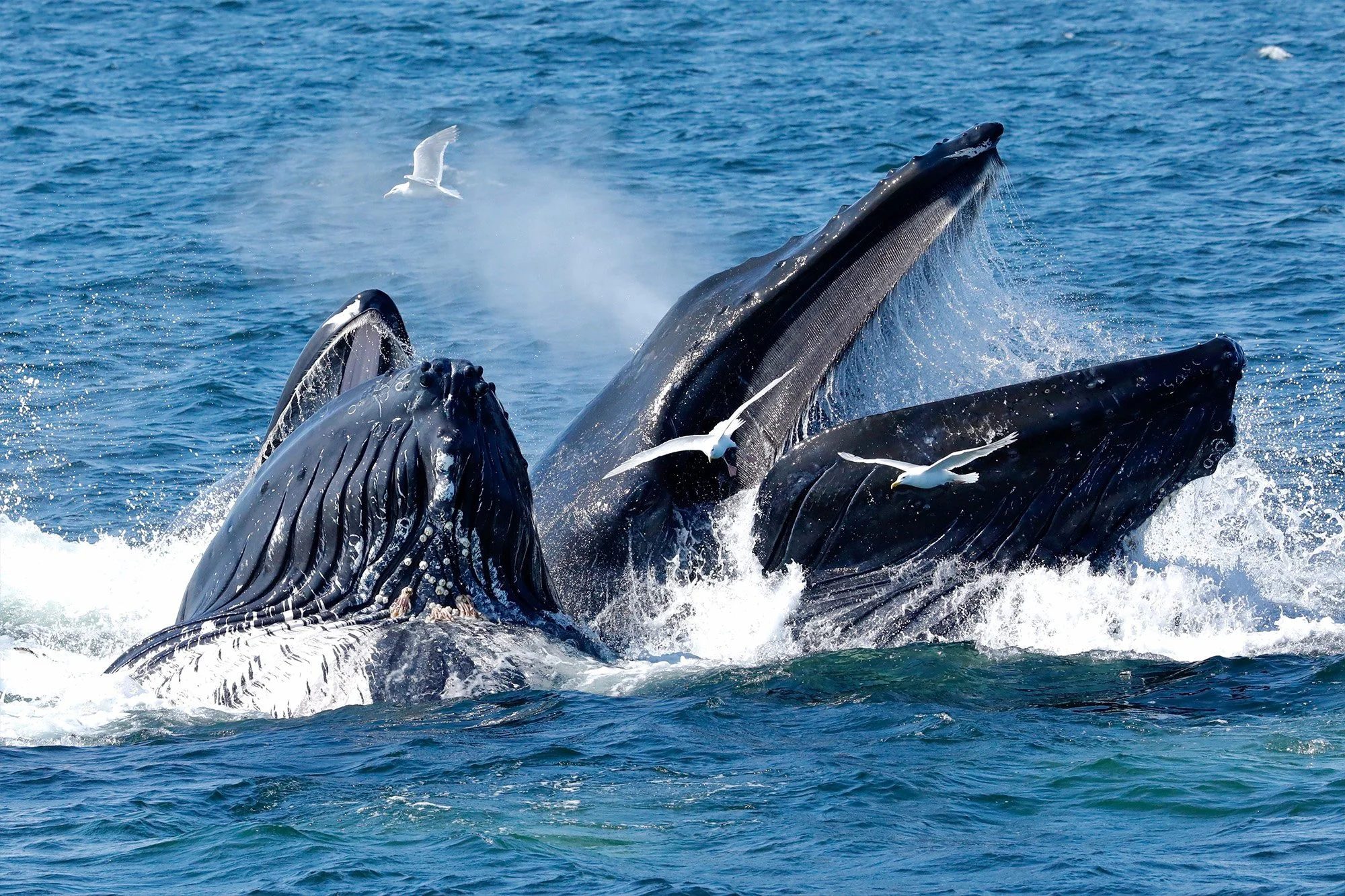 Whales breaking ocean waves