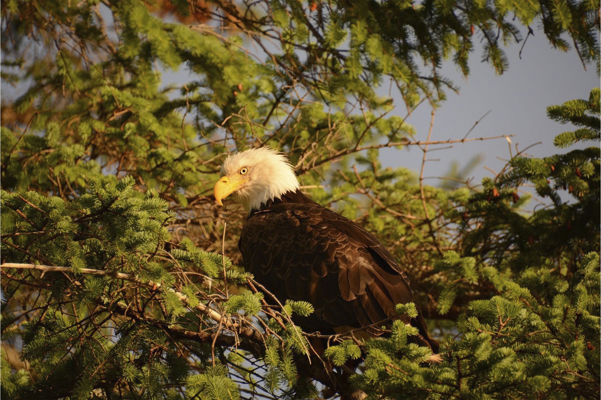 Bald Eagle