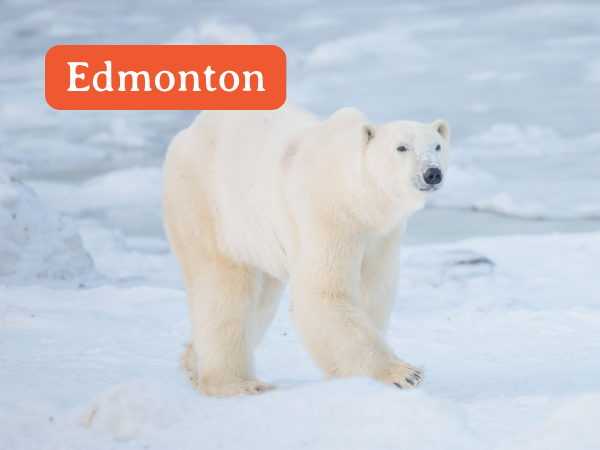 Edmonton Departure Polar Bear Tours
