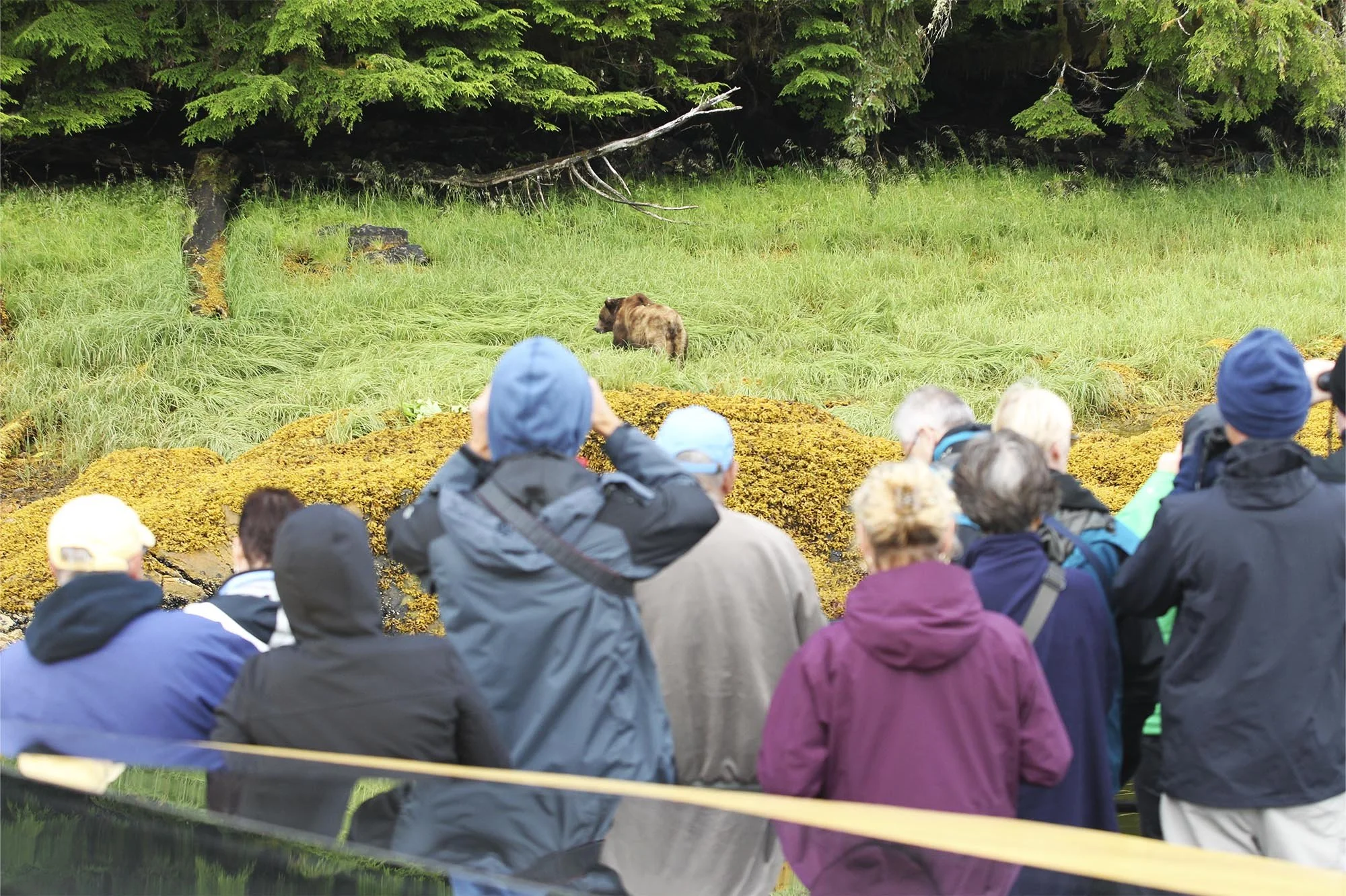 Group of people in tour looking at grizzly bear
