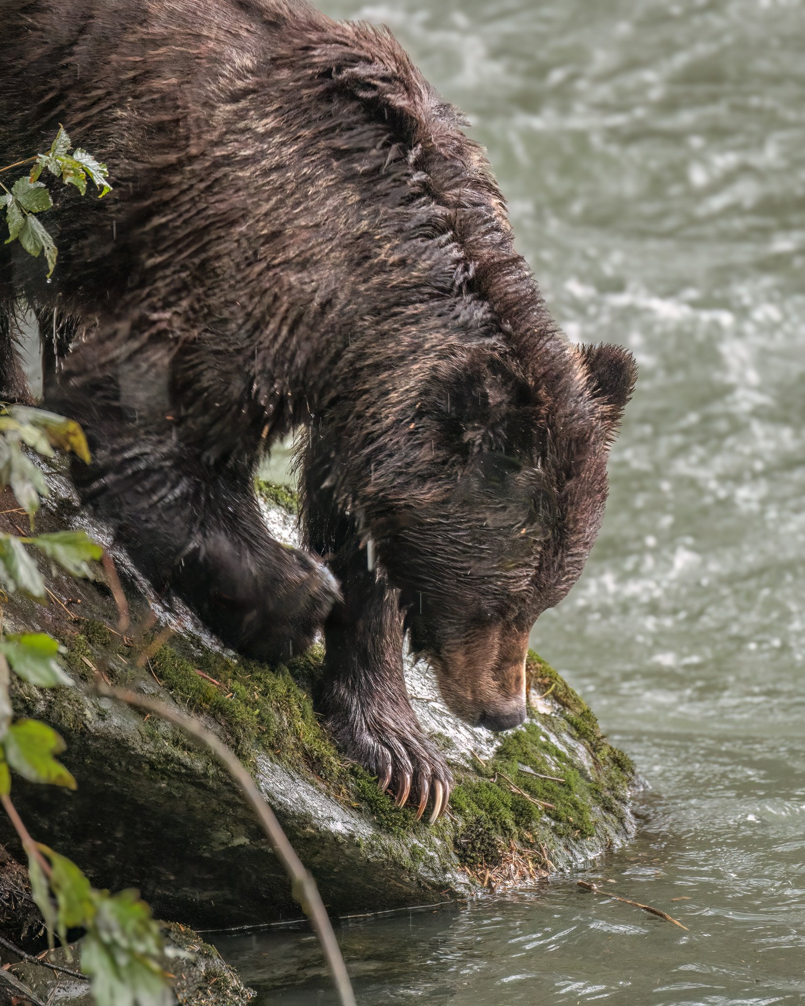 Grizzly bear leaning into water