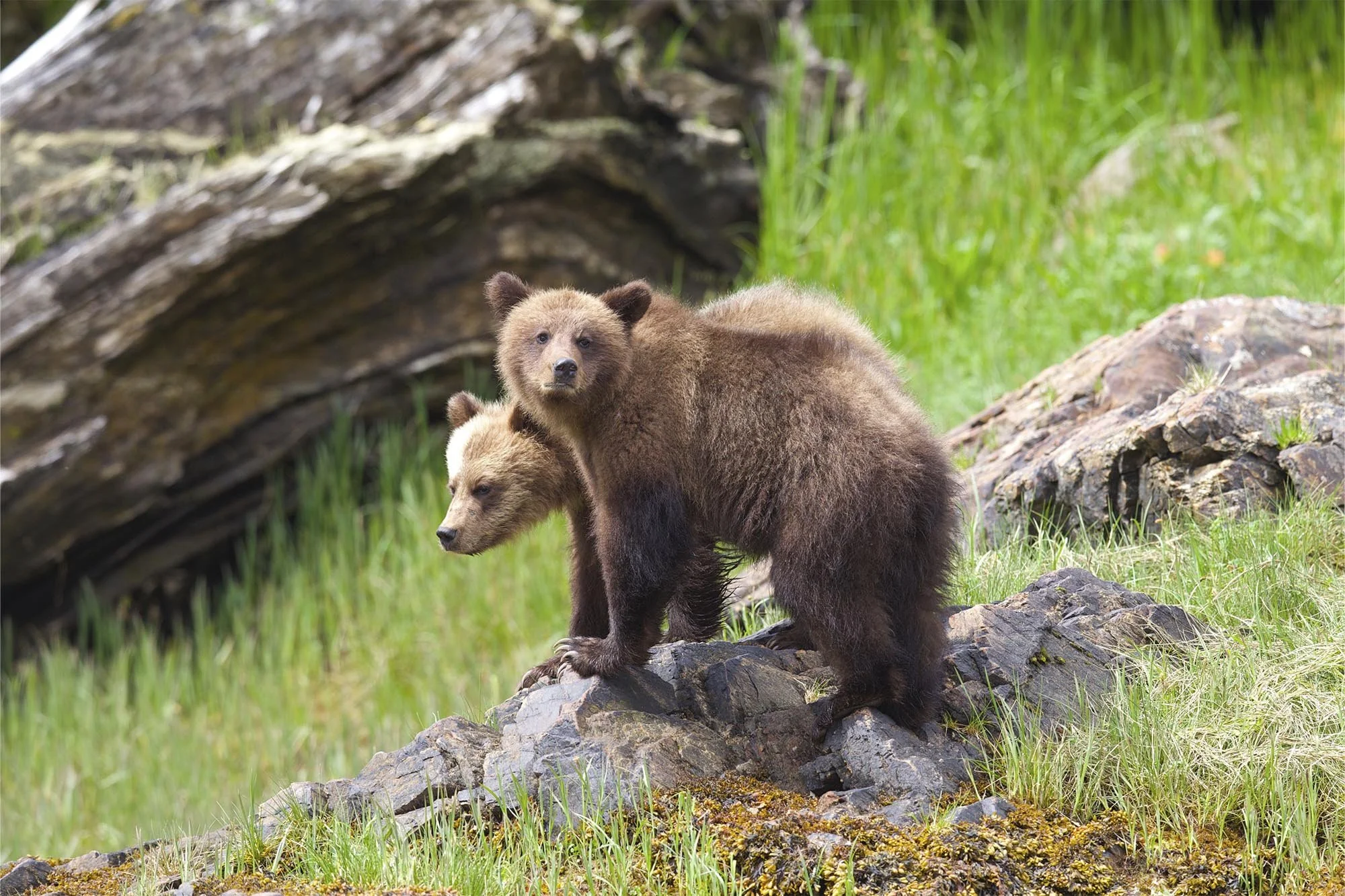 Two grizzly bear cubs