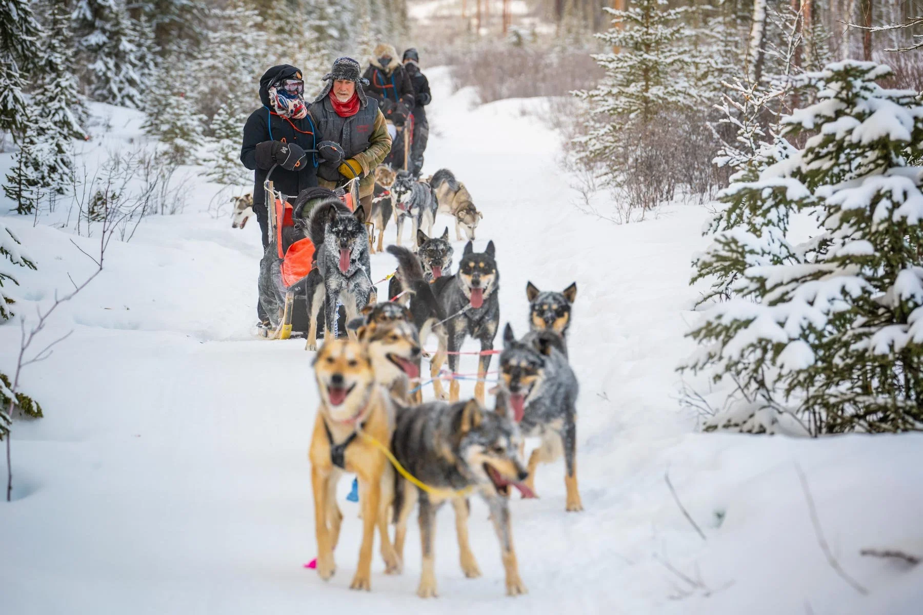 Dog Sledding photo