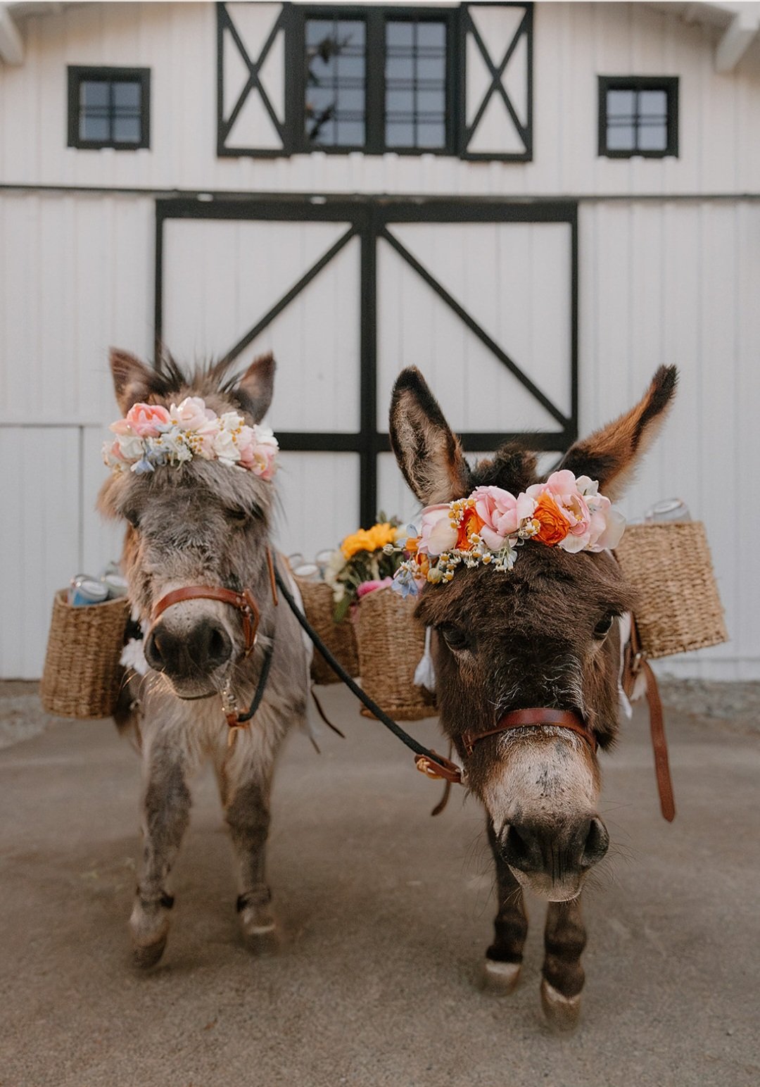 Two donkeys with flower crowns on their heads, each pulling a basket filled with flowers and drinks, standing in front of a barn door.
