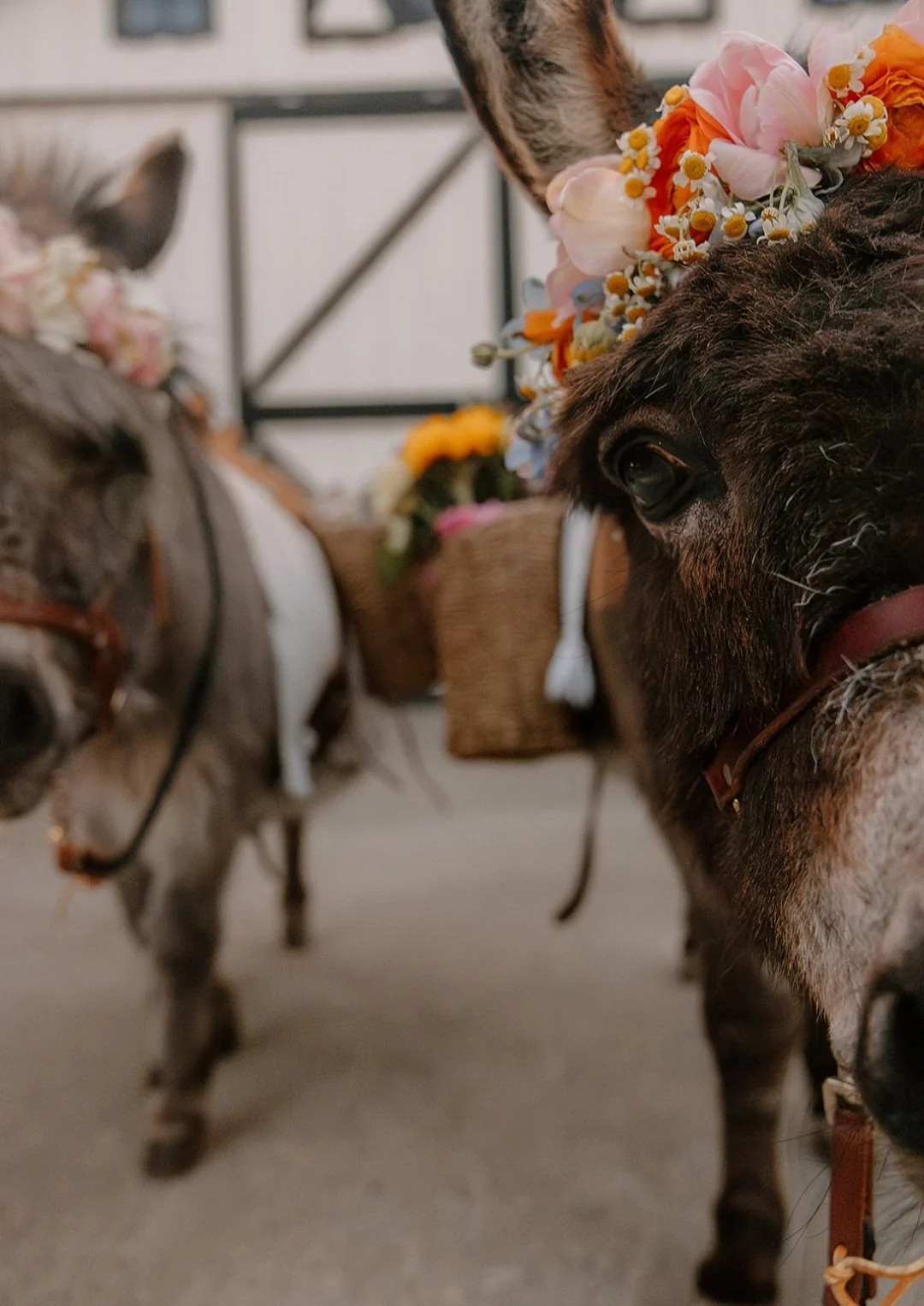 Two small horses or ponies wearing flower crowns, standing indoors with a basket of flowers in the background.