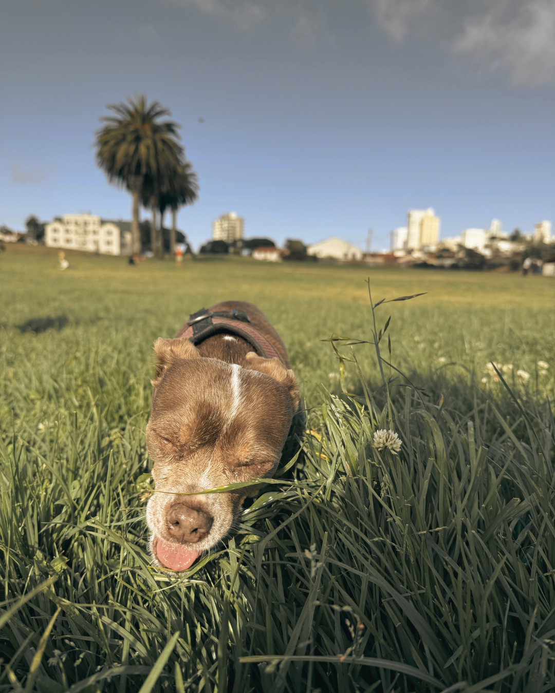 fort mason san francisco happy dog