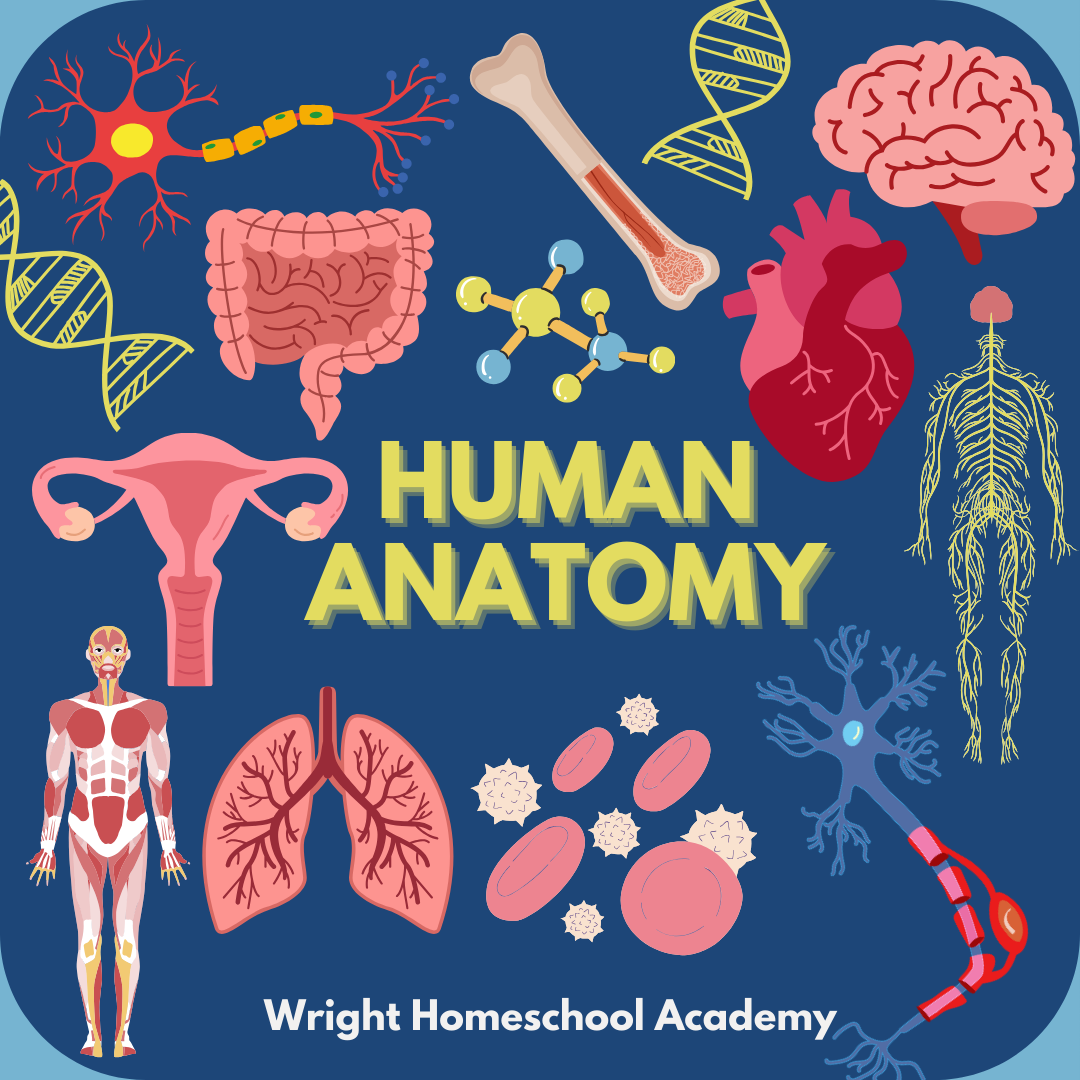 Human Anatomy