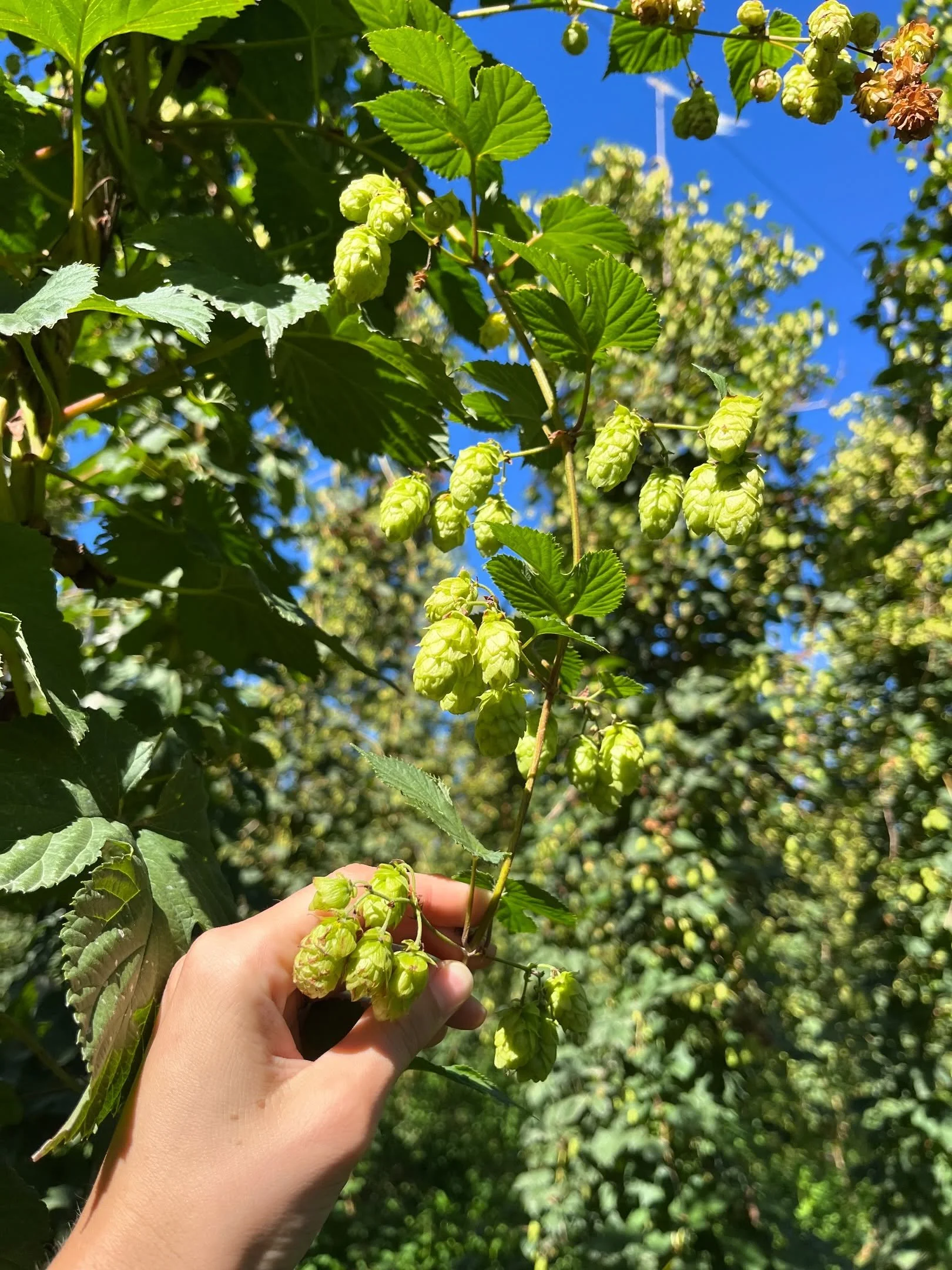 Someone tell us how harvest was already 3 months ago?! And now these little beauties are hitting tanks and taps and generating hype across NZ, Aus, Canada, the US and now the UK 🤩 Feeling like proud parents back home in North Canterbury.
&bull;
#nzh