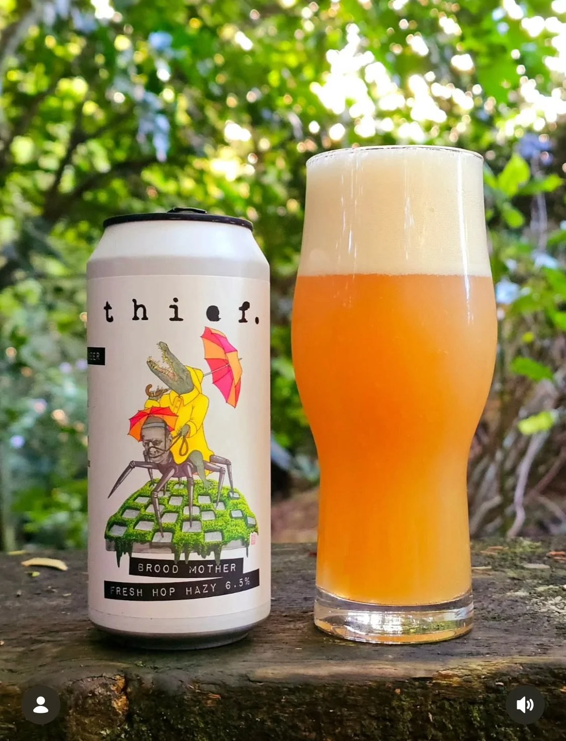 Not Bold River Hops featuring in nearly every brew at the @twothumbbrewingco Fresh Hop Beerfest last month 😎 A massive congrats to our (very) local @thiefbrewing for taking out the People&rsquo;s Choice award with their magnificent Hazy, Brood Mothe