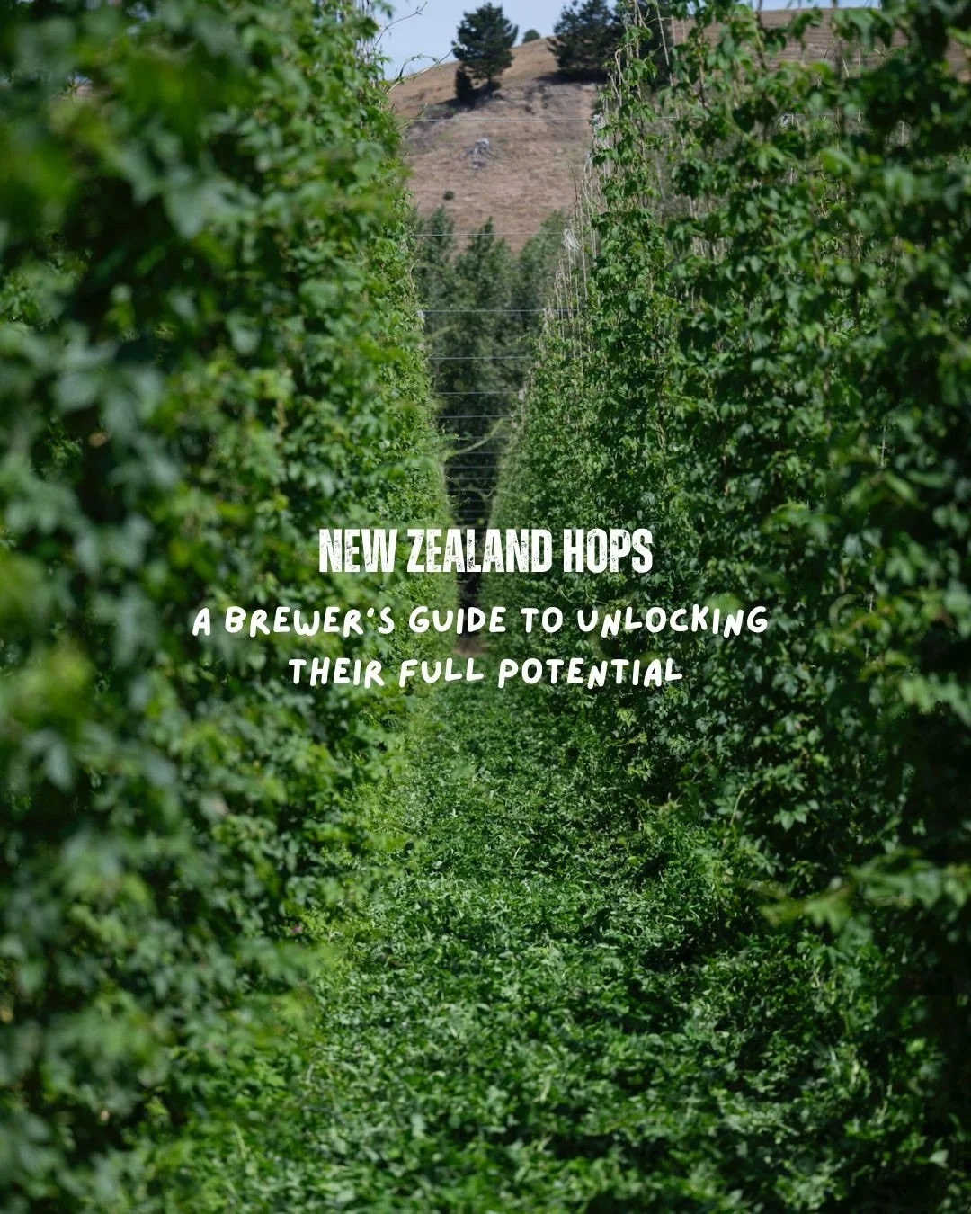 We&rsquo;re often asked for tips on getting the most out of our hops. 🍻 The truth is, our expertise ends once those punchy aromas are packed into the box! 🤷🏻&zwj;♀️ Lucky for us, Kiwi brewers are tank wizards, and lucky for you, they shared their 