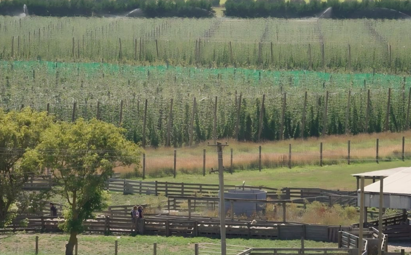 Screen Shot 2025-01-31 at 11.14.18 AM.png