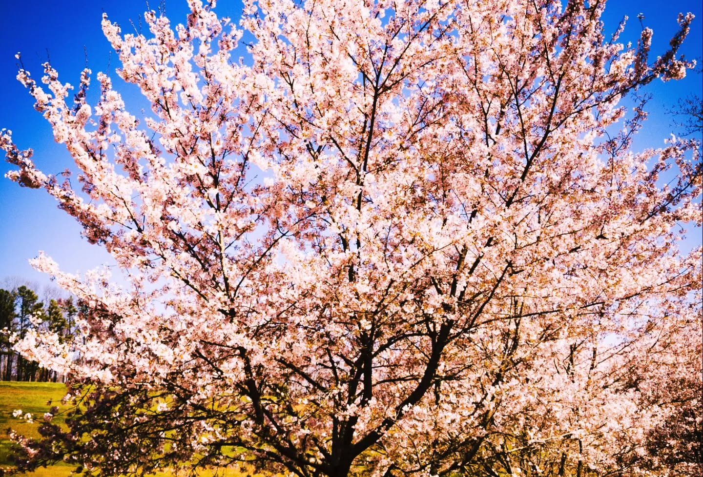 Some photos taken at Gibbs Garden! Went ahead and made some image adjustments.