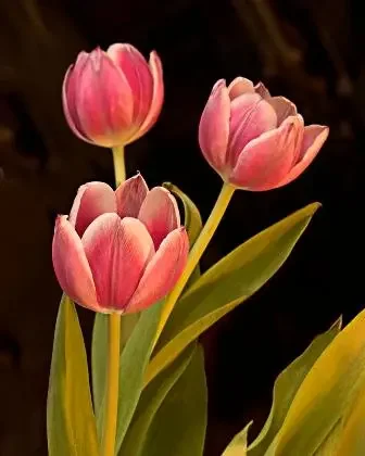 Bubbles and Tulips 2018 Follow Up