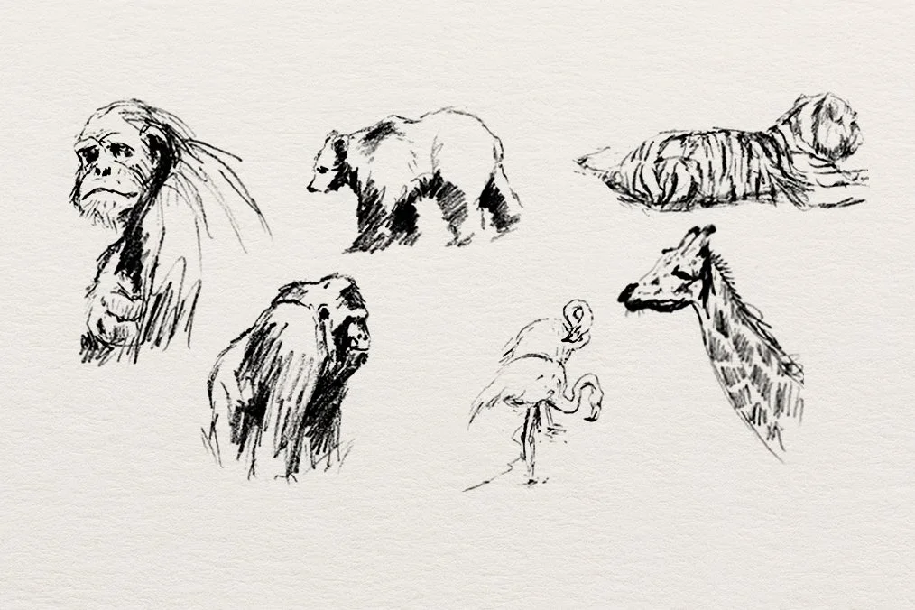 Animal sketches