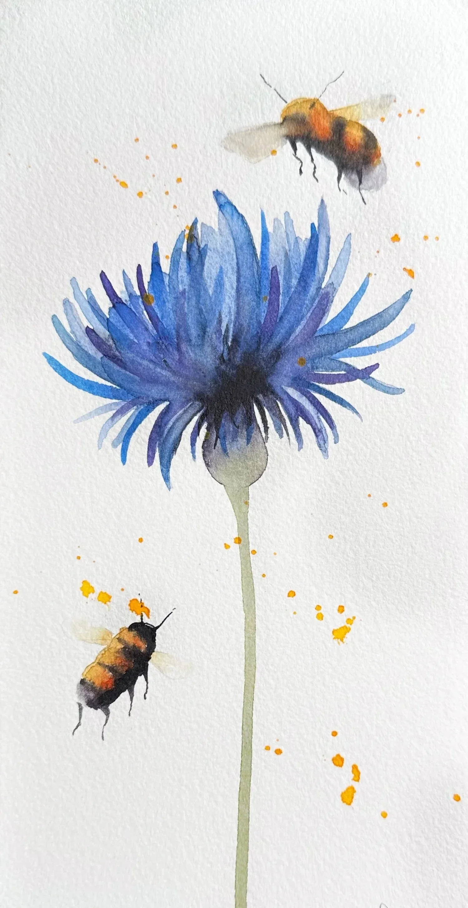 Cornflower & Bumblebees
